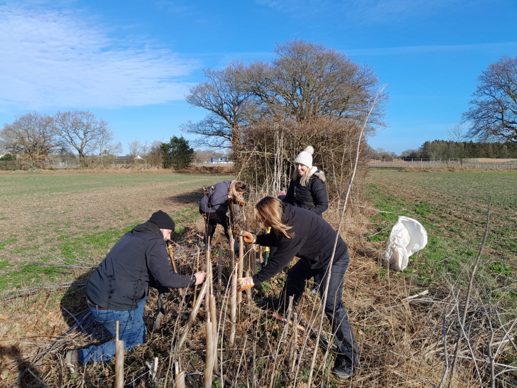 Several network members working on planting trees in a hedgerow