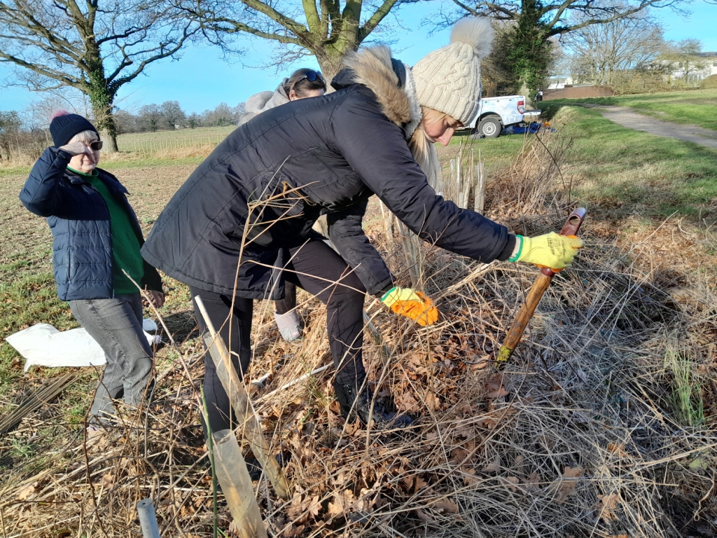 Network volunteers getting stuck into weeding on a hedgerow